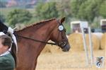 Reitertag 25.08.2013 030.JPG