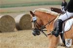 Reitertag 25.08.2013 056.JPG