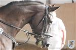 Reitertag 25.08.2013 579.JPG