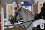 Reitertag 25.08.2013 640.JPG