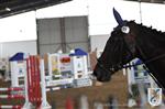 Reitertag 25.08.2013 699.JPG