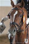 Reitertag 25.08.2013 833.JPG